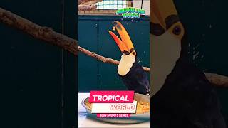 Toucan Eats Apples 🍎  Tropical World Ireland  Bird CloseUp [upl. by Anidnamra]