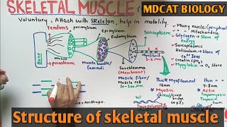 Skeletal muscle structure  NMDCAT 2021 [upl. by Vittoria]