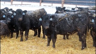 D amp N Livestock  715 February Weaned Steers  174 Head Peebles SK VBP [upl. by Theron]