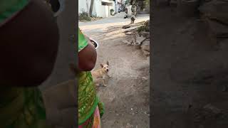 Ma owneramma epodhu chicken chesindhi ‎Nlbvrm dog animalfundub dogloverpets petloversshorts [upl. by Ardeha]