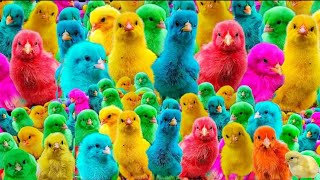 MENANGKAP AYAM WARNA WARNI  KUCING  BEBEK AYAM RAINBOW KUCING MEONG  HEWAN LUCU  ANGSA 4 [upl. by Cordier]