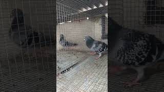 Racer pigeon [upl. by Crotty]