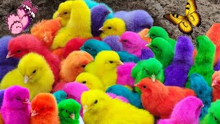 Menangkap ayam lucu ayam warna warni ayam rainbow bebek angsa ikan hias ikan cupang Kelinci [upl. by Johnston]