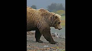 Grizzly Bear vs silverback Gorilla [upl. by Fredie281]