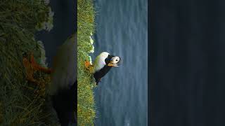 Puffins of Iceland travel iceland westfjords [upl. by Eelak403]