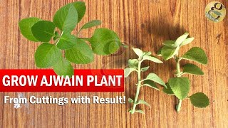 How to grow Ajwain Plant from Cuttings easily  Ajwan Plant Herb care video tips in English [upl. by Horne518]