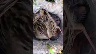 Zitting cisticola sitting babies p2trending shorts short shortvideo [upl. by Hcirdeirf697]