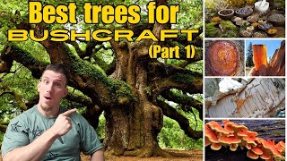 The Ultimate UK Tree Guide for Bushcraft Enthusiasts [upl. by Initsed]