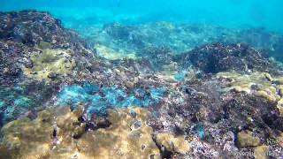 Snorkeling from shore Occidental Xcaret Mexico 2 [upl. by Adikam]