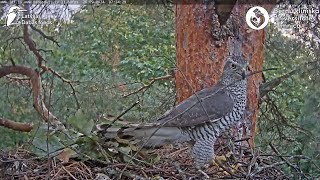 Goshawks RigaBKUS 🐝27 September [upl. by Annert]