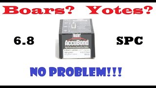 Nosler Accubond Vs Hogs and Coyotes [upl. by Rediah]