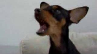 mini pinscher talking [upl. by Buckels]