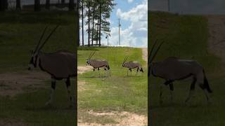 Gemsbok Oryx nature wildlife animals gemsbok oryx fyp shorts [upl. by Ahsekal]