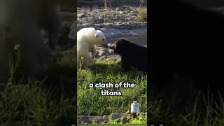 Polar Bear VS Grizzly Bear FightWho Would Win Wild Bear Brawl shorts bears animals wildlife [upl. by Anihc]