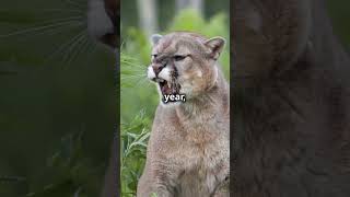 Deadly Predator the Mountain Lion facts viralshorts mountainlions mountainlion shortsfeed [upl. by Gere]