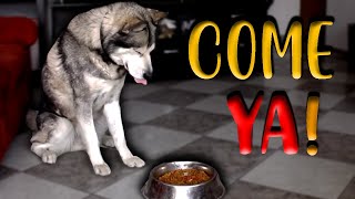 ENTRENAR un PERRO a COMER A LA ORDEN [upl. by Aikahs]