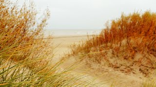 Meeresrauschen mit Möwen an der Nordsee  5 Stunden Meeresrauschen am stürmischen Meer [upl. by Stirling141]