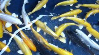 High quality Mix ogon koi [upl. by Gretchen]