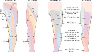 Lower Extremity Nerve Blocks  Dr Bauereis [upl. by Lerad]