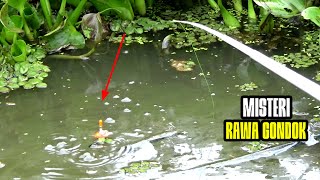 GEMPAR Pemancing Liar Merinding Melihat Ikan SebesarBesar Ini Di Rawa Gondok [upl. by Neellek]