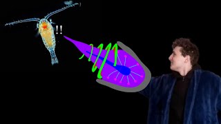 How do Colloblasts Work [upl. by Edalb]