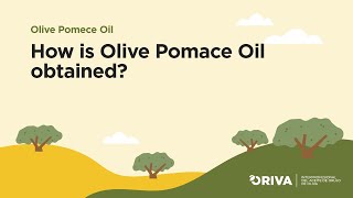 How is olive pomace oil obtained [upl. by Godart]