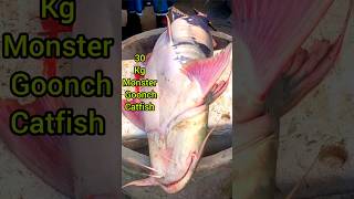 Monster Goonch Catfish 30 Kg। youtubeshorts shorts short fish bigfish monsterfish giantfish [upl. by Alonso880]