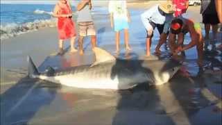 MASSIVE TIGER SHARK caught by accident in Western Australia [upl. by Casimire]