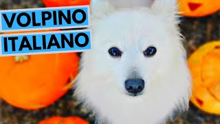 Volpino Italiano Dog Breed  Facts and Information [upl. by Suzette]