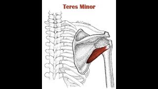 Properly executed teres minor exercise [upl. by Uis]