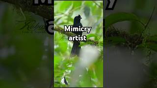 quotWestern Ghatss Master Mimicquot wildlife nature birds drongo wildlifephotography shortsfeed [upl. by Arak473]