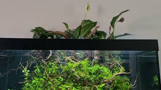 New scape juwel rio 350 [upl. by Fleeman1]