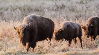 Canada’s Bison Restoring a Legacy [upl. by Aelanej]