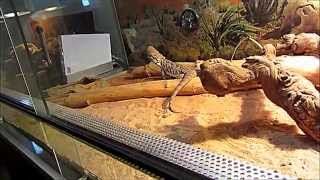 Pogona VS Locusta HD [upl. by Bolton]