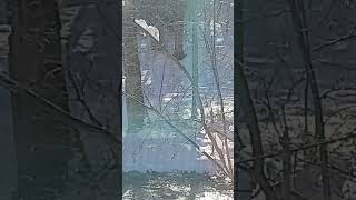 nature wendigo sounds caught on camera [upl. by Yacano]