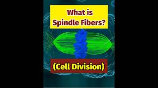 What are Spindle Fibers  Cell Division  Quick Learn spindlefibers biology [upl. by Cleopatra]