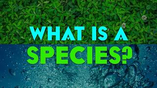 What is a Species [upl. by Lyda35]