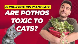 Is Pothos Toxic to Cats The Truth and Tips on Keeping Pothos and Cats [upl. by Rockel257]