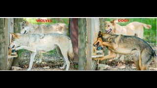 Resistance to unfairness Inequity aversion in Dogs and Wolves [upl. by Mozza]