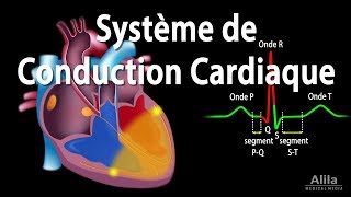 Le Système de Conduction Cardiaque et la Relation avec lECG Animation [upl. by Naitsirc935]