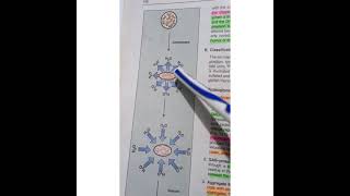 CHP 14 LIPPINCOTT BIOCHEMISTRY REVIEW [upl. by Kieran411]