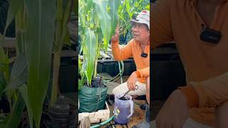 Review jagung 38 HST pupuk Bionuklir [upl. by Danieu386]