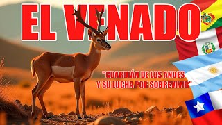 El Venado Guardián de los Andes y su Lucha por Sobrevivir [upl. by Devaj]