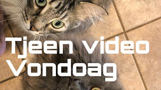 Tjeen video vondoag [upl. by Rogerson]