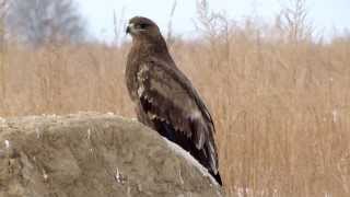 Steppe Eagle  Степной орёл  Aquila nipalensis [upl. by Rowena]