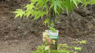 SchlitzFächerAhorn Acer palmatum „Katsura“ – red emperor palmate smooth Japanese maple FZ82 [upl. by Neda]