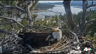 Big Bear bald eagles waiting for eggs to hatch [upl. by Daniel890]