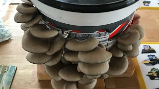 Cheap amp easy mycology Grow oyster mushrooms at home Bucket tek [upl. by Chloe776]