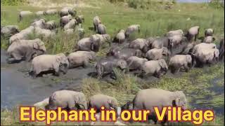 Elephant in our Village animalhusbandry Animal broilerfarm broiler short villagevlog ytool [upl. by Aerdnac961]