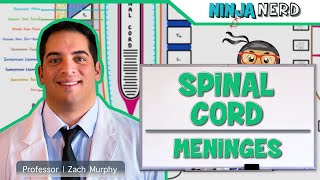 Neurology  Spinal Cord Meninges [upl. by Ellenrad]